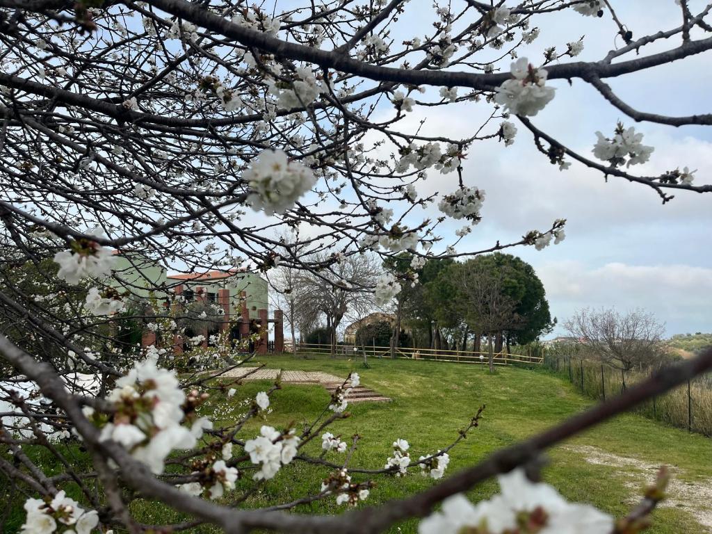 VALLELY la collina sul mare B&B d'Abruzzo photo 4