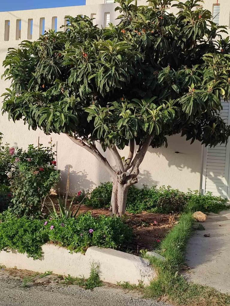 Kassandra Garden Residence photo 4
