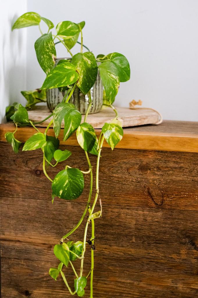Gîte le pied du géant - Local sécurisé pour les vélos (Gite le pied du geant - Local securise pour les velos) - 스포츠&체험활동