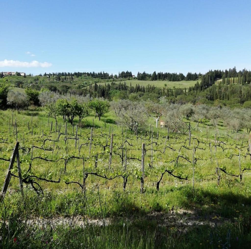 La Cantinetta di Barberino photo 3