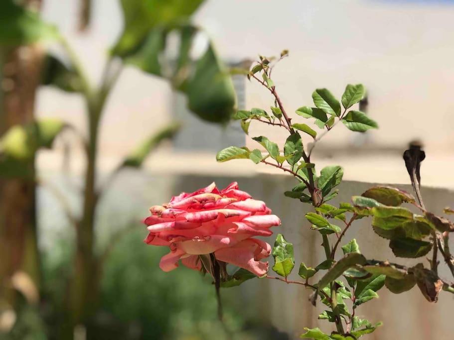 Dar aissa photo 4