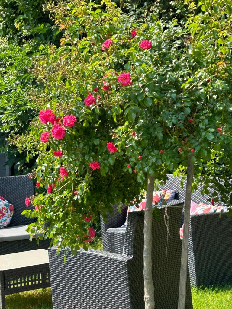 La Glycine B&B photo 1