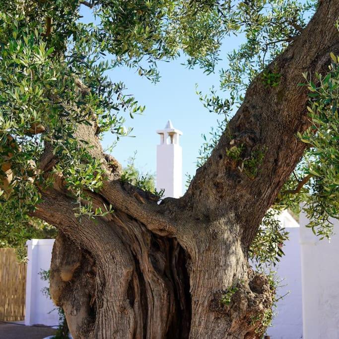Masseria Pezze Galere-La Casa del Fico con piscina idromassaggio privata photo 2