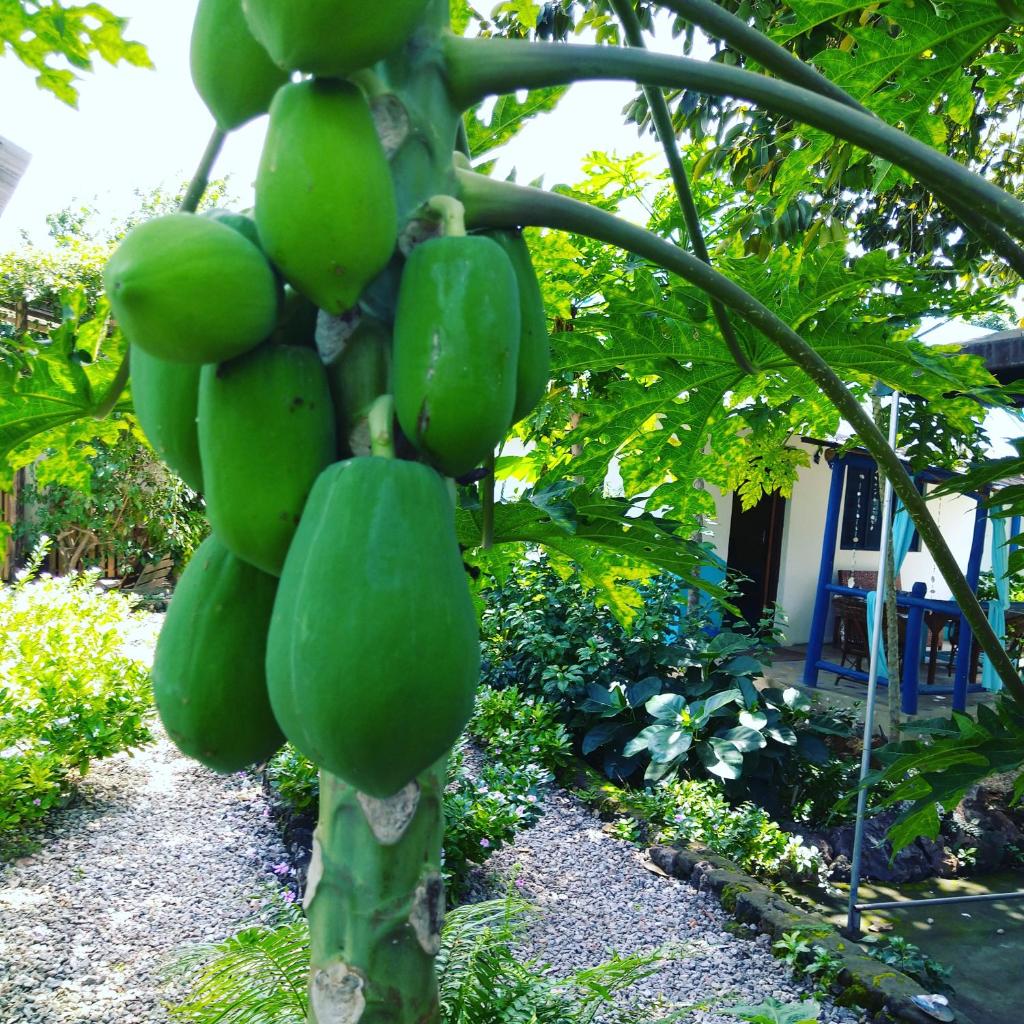 Furaha B&B Kendwa photo 4
