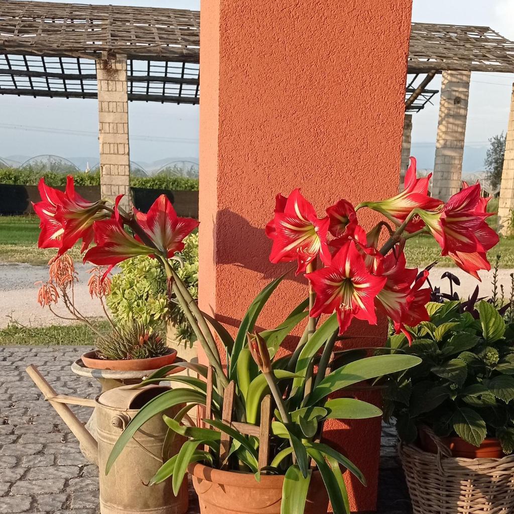 Il Casale di Giulia di Aprilia photo 4