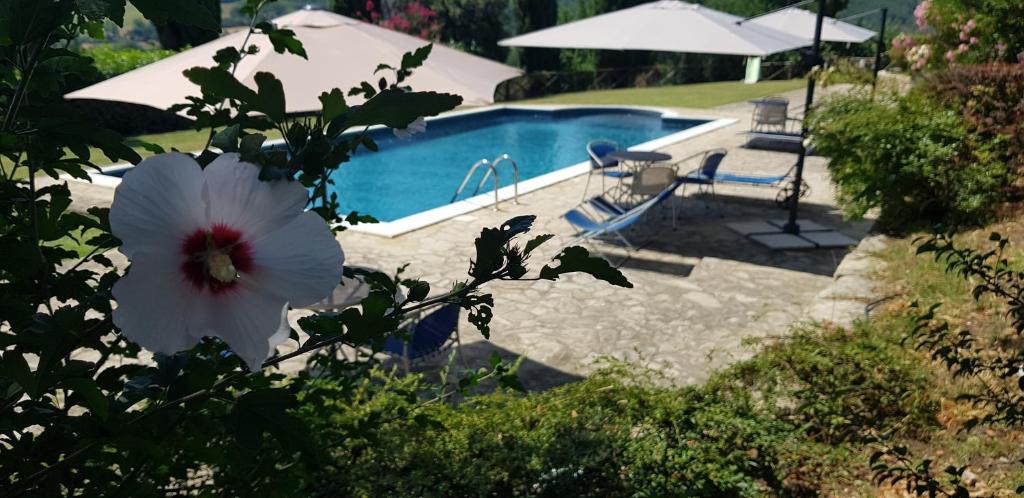 Case in campagna con piscina a Todi photo 1