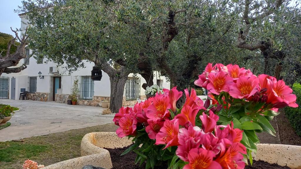 Apartments in Villa Isabel photo 4