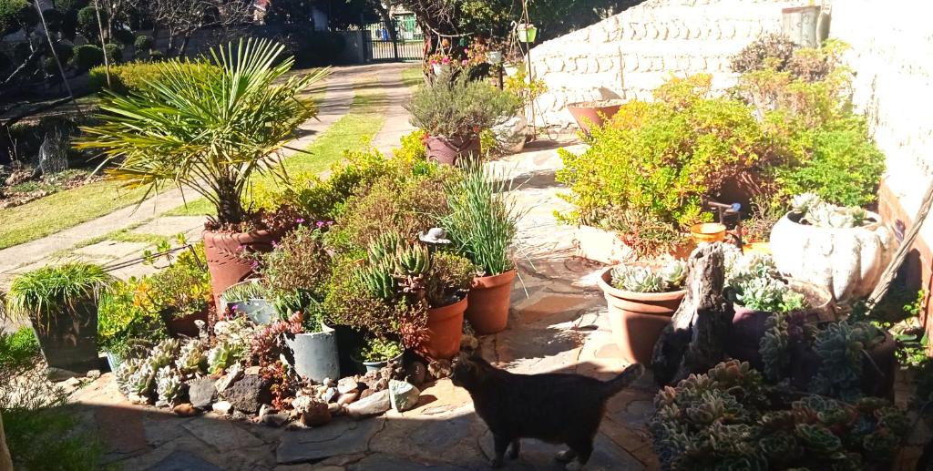 Rheola's Guest Cottage photo 2