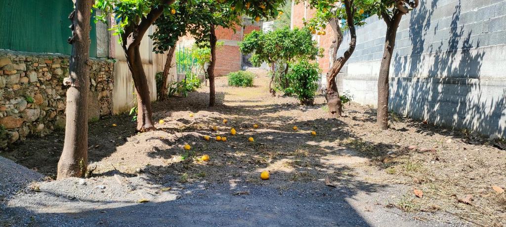 Casa e giardino Taormina a 100 Mt da stazione e 30 Mt dal mare photo 4