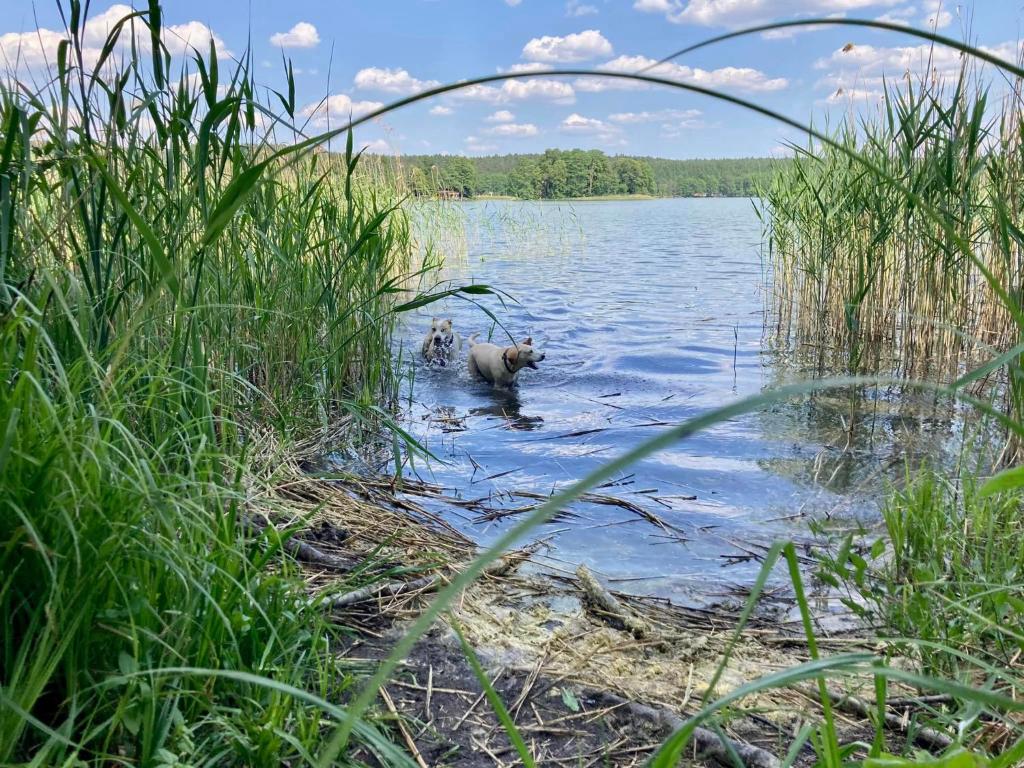 Wieś Sielska Anielska Słonecznik - całoroczny domek photo 4