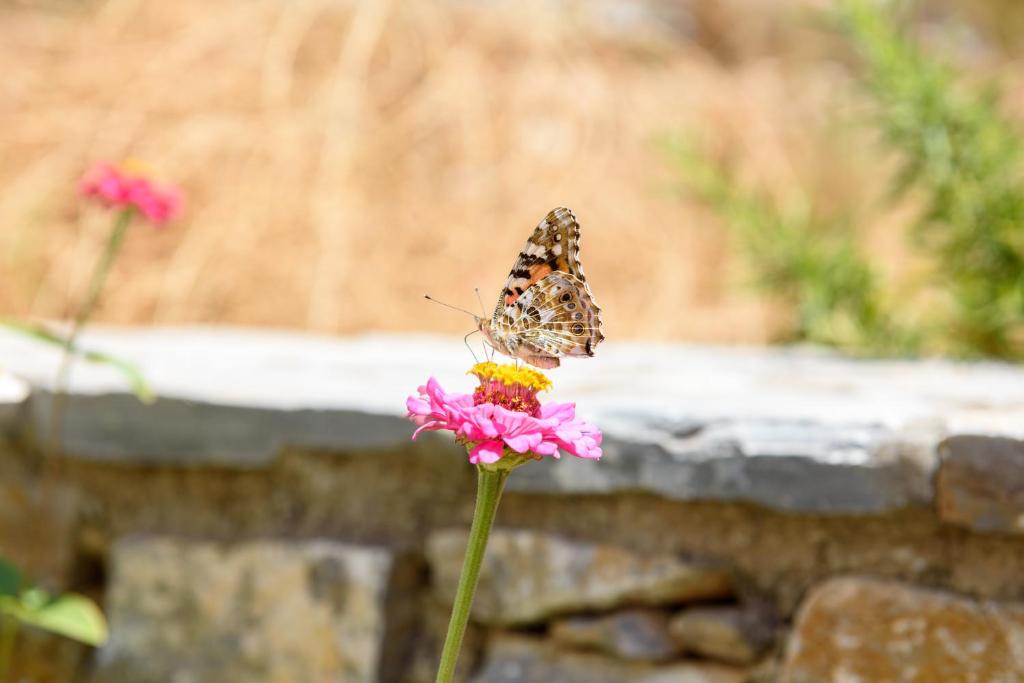 Villa Andromeda photo 3