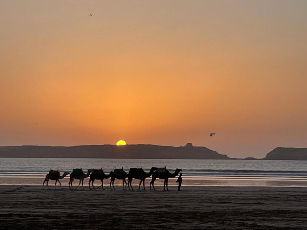 La Symbiose Essaouira