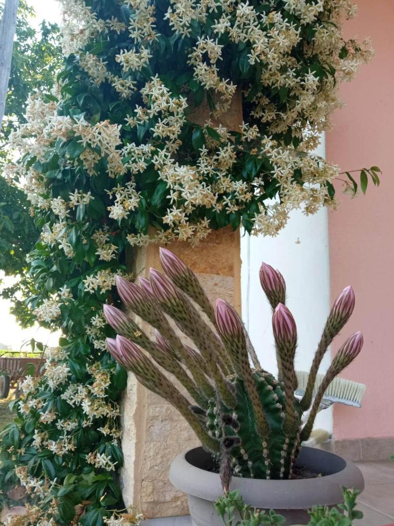 Villa Erasmia photo 3