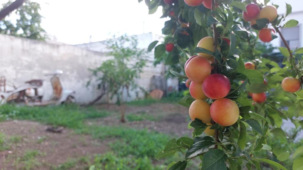 JONIA Appartamento vacanze vicino al mare con giardino photo 3