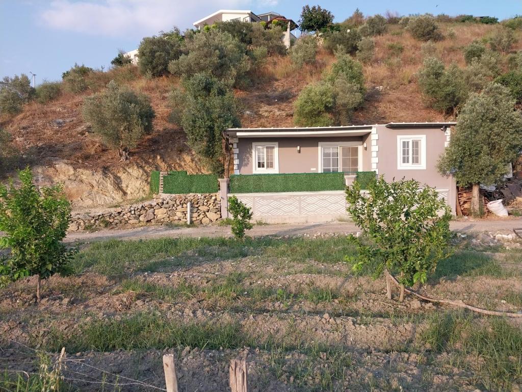 Stüdyo zeytin photo 2