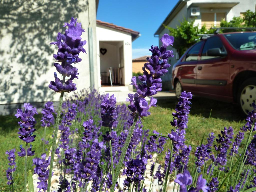 House Meli photo 1