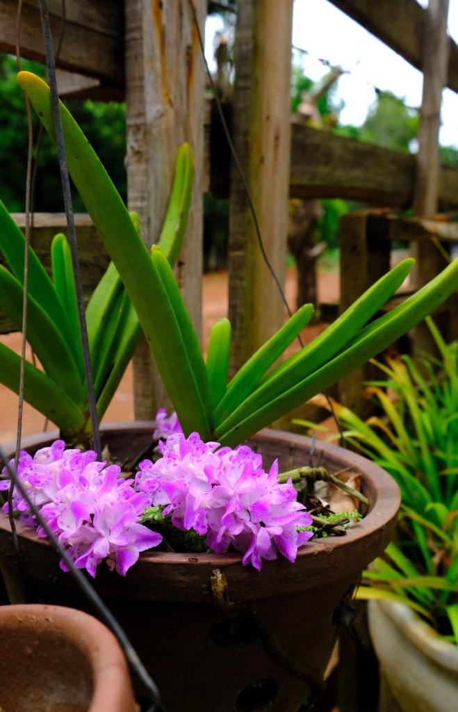 Plei Homestay & Café