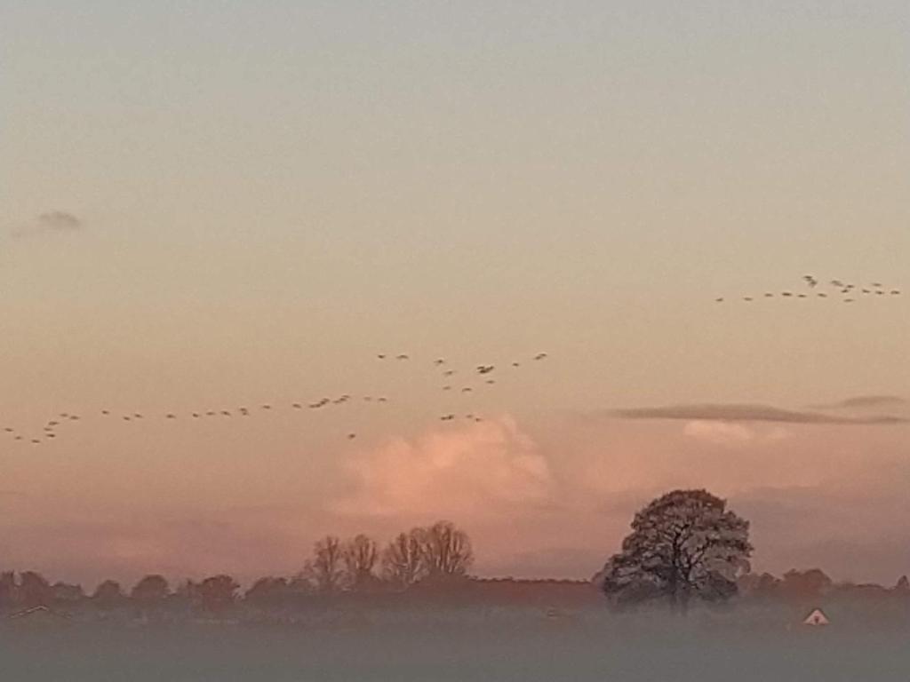 De Boomklever photo 1