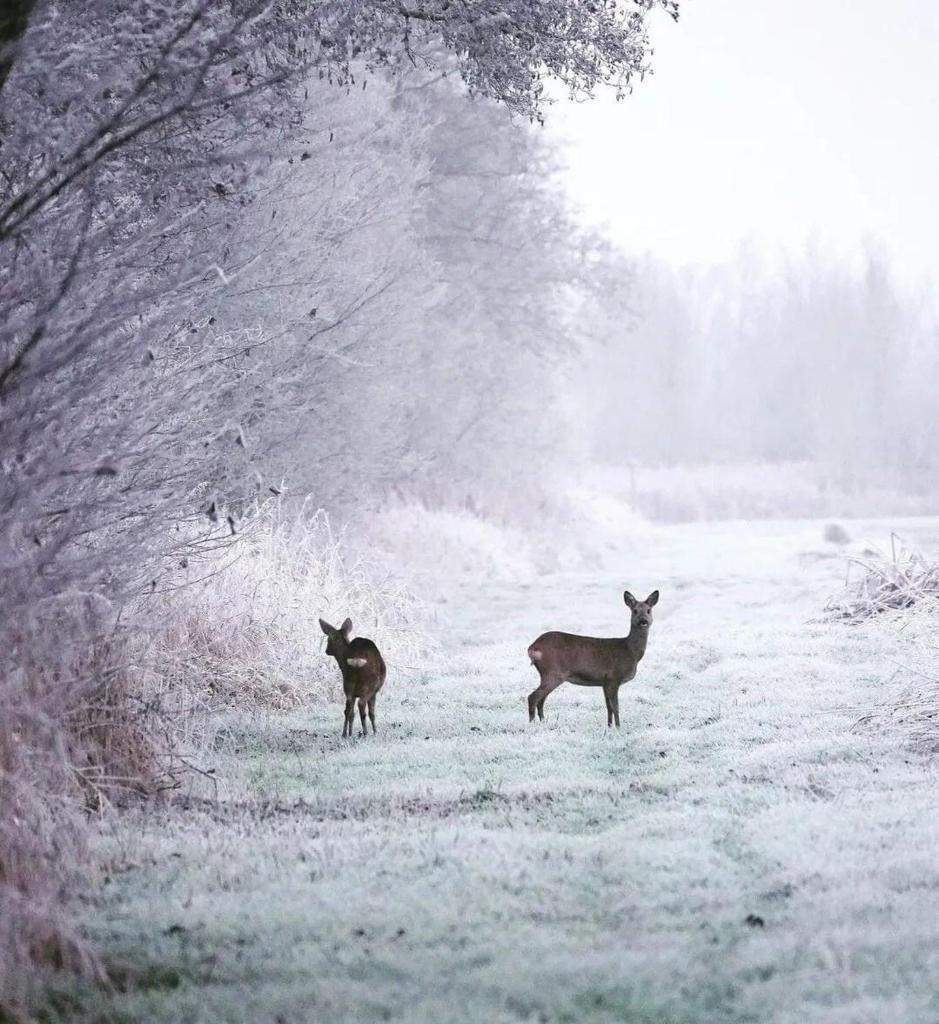 PRIVÉ IN EEN BOSRIJKE OMGEVING Welkom bij gastenverblijf het ontsnapte schaap in Jubbega photo 4