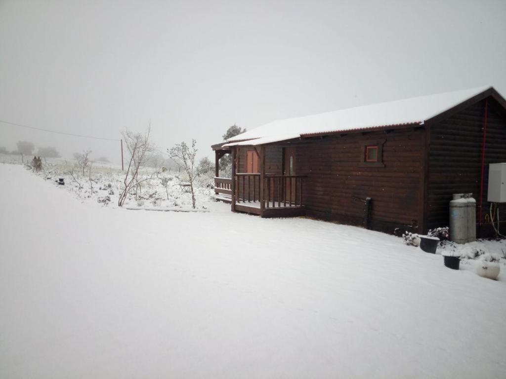 Orr Halevana photo 4