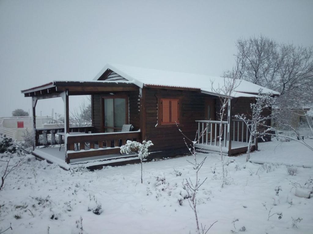 Orr Halevana photo 3