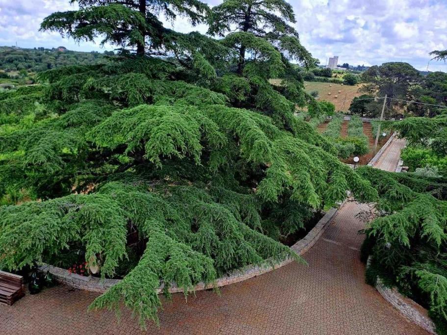 Casina foggia dell'albero photo 4