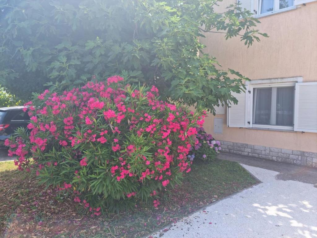 Apartments Lara photo 1