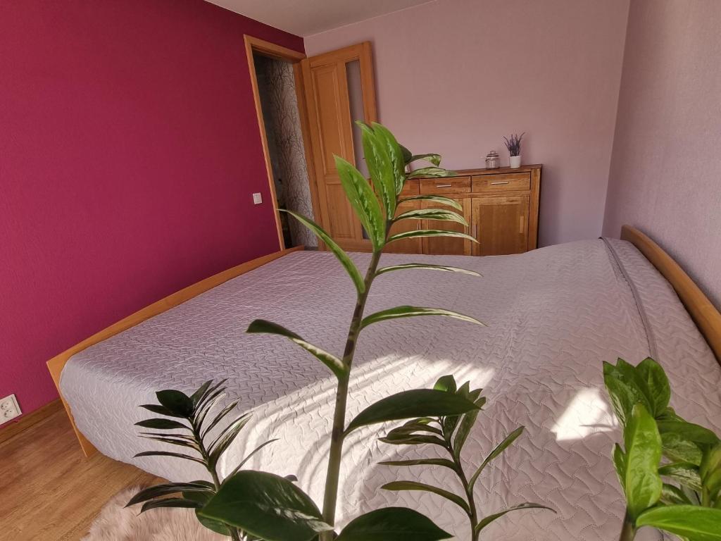 Apartment Kurši photo 2