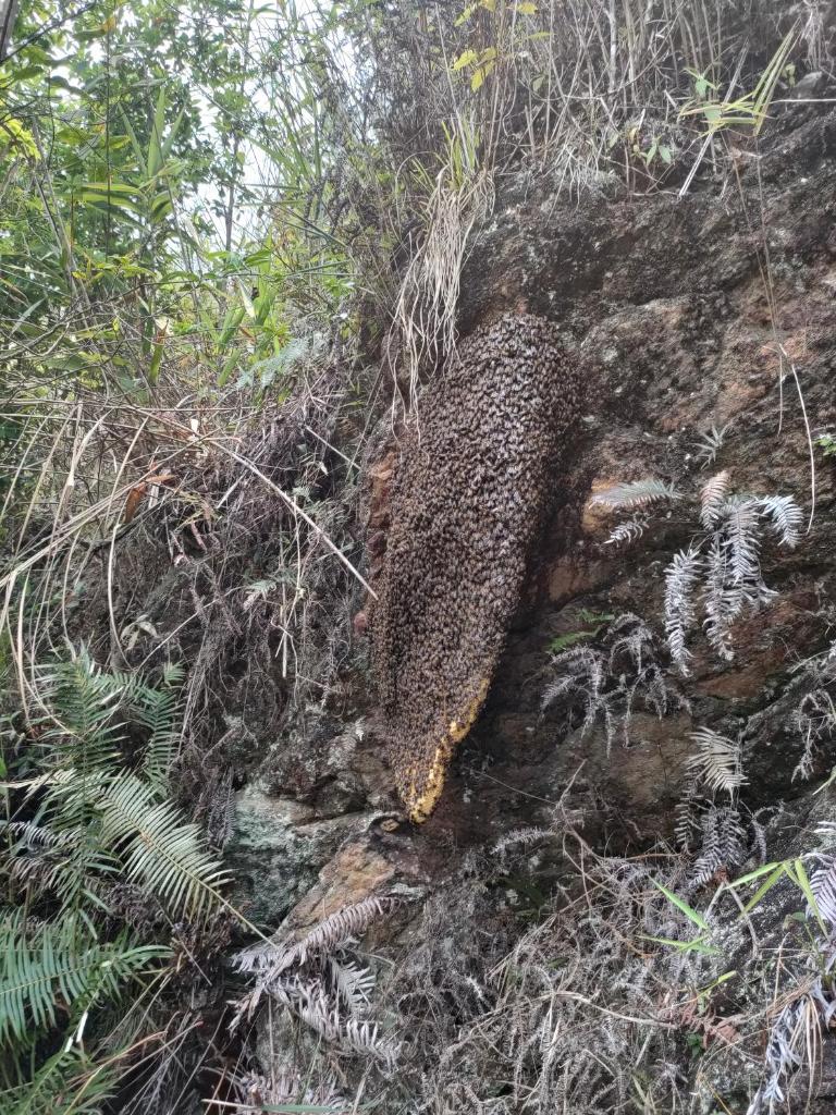 Indigenous homestay 1