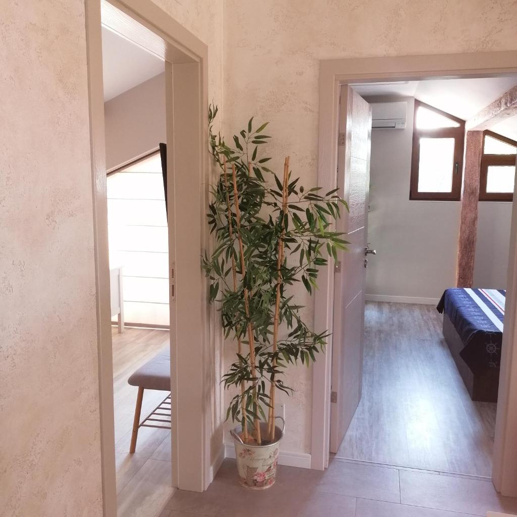 Apartments Dona photo 2