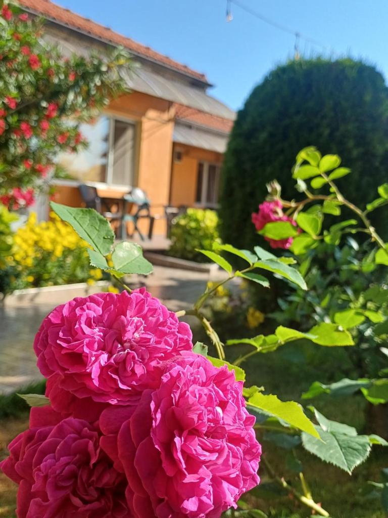 Dom Zaharievi photo 1