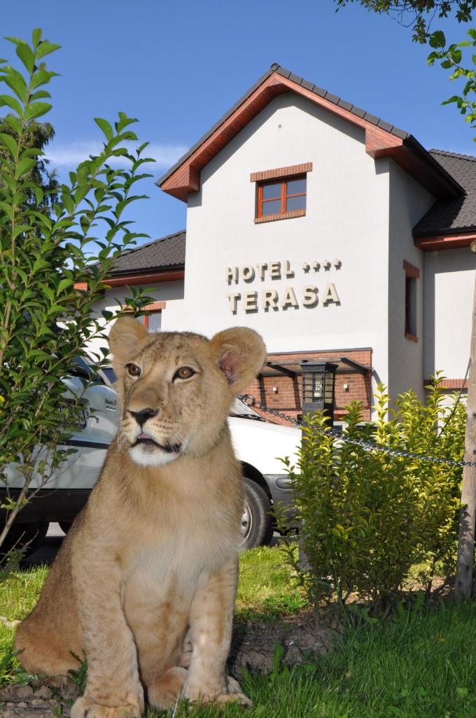Hotel Terasa photo 3