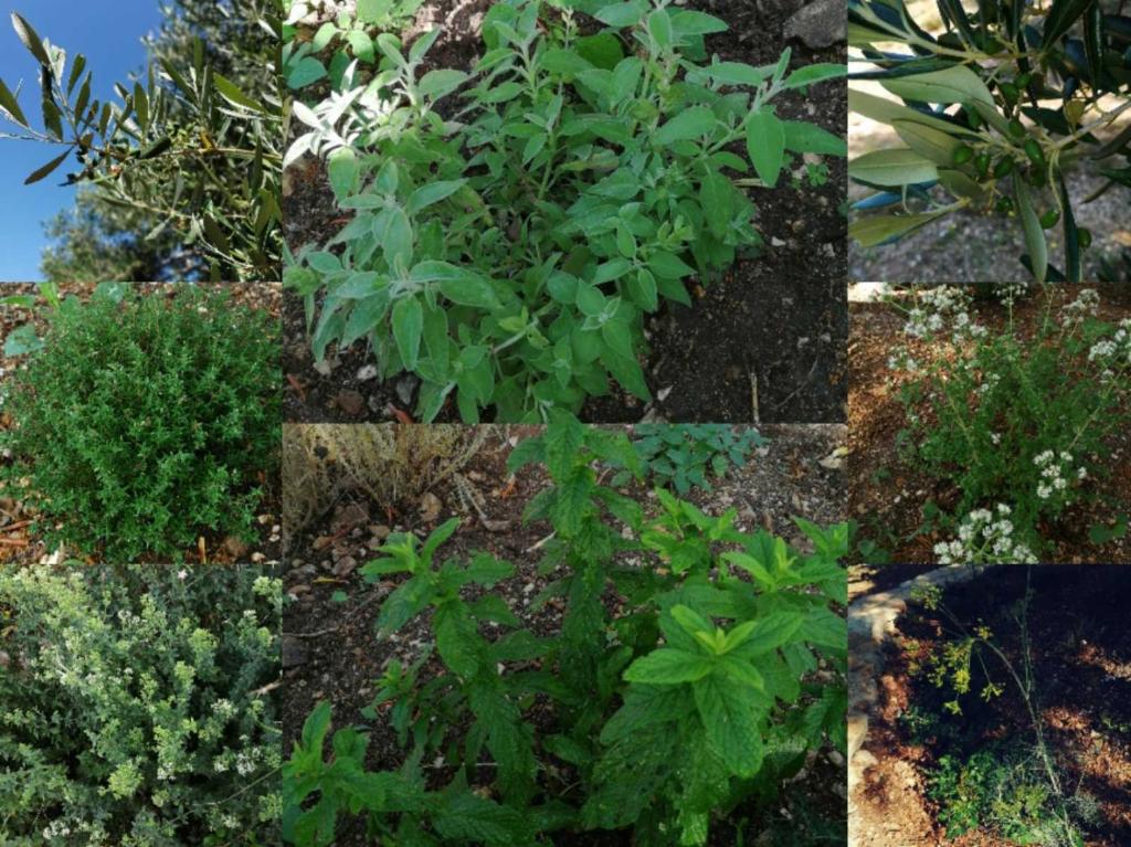 TerraOliva&herbs photo 3