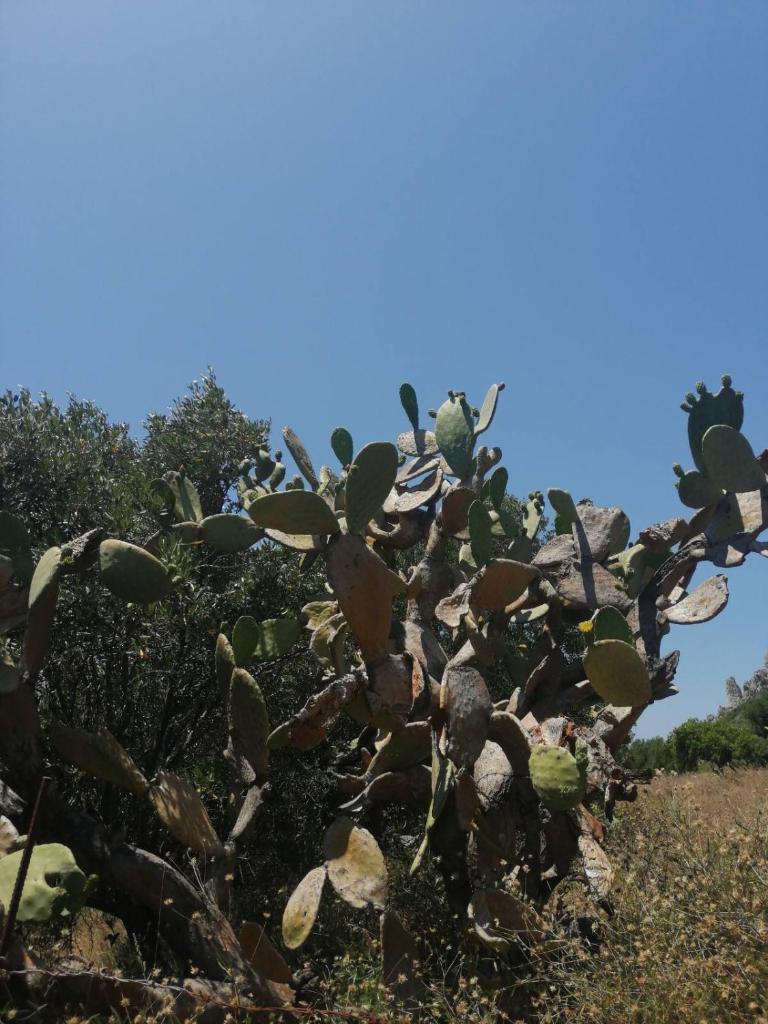 TerraOliva&herbs photo 2