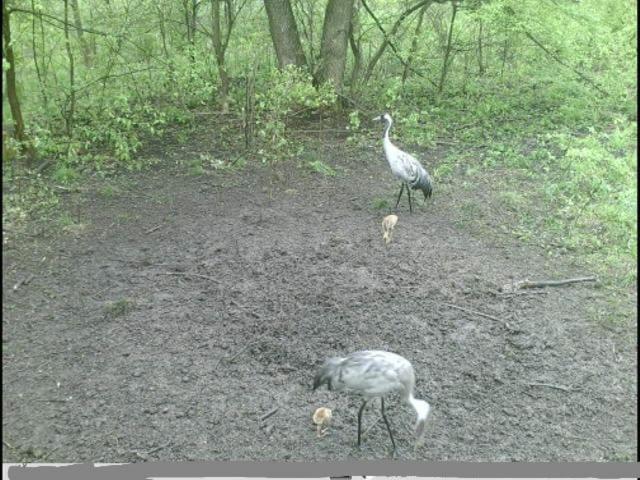 Wróblówka- domek na wsi photo 3
