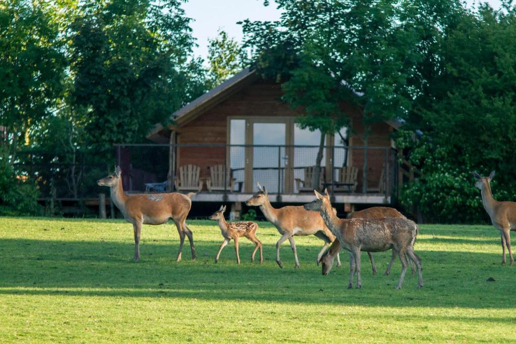 Parc Animalier de Sainte-Croix photo 1