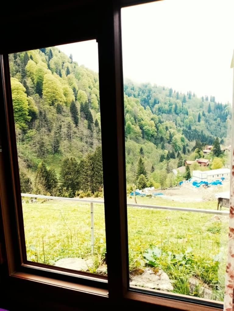Ayder Rainbow Gokkusagi photo 3