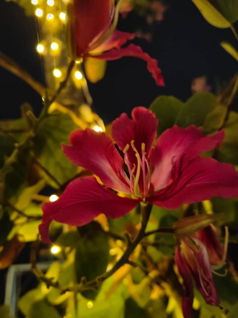ภูอิงนาคาเฟ่&รีสอร์ท photo 4