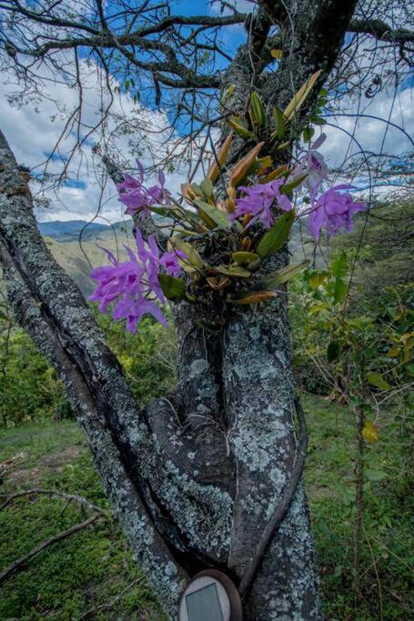 Vilcabamba casa / granja Vilcabamba house / farm photo 1