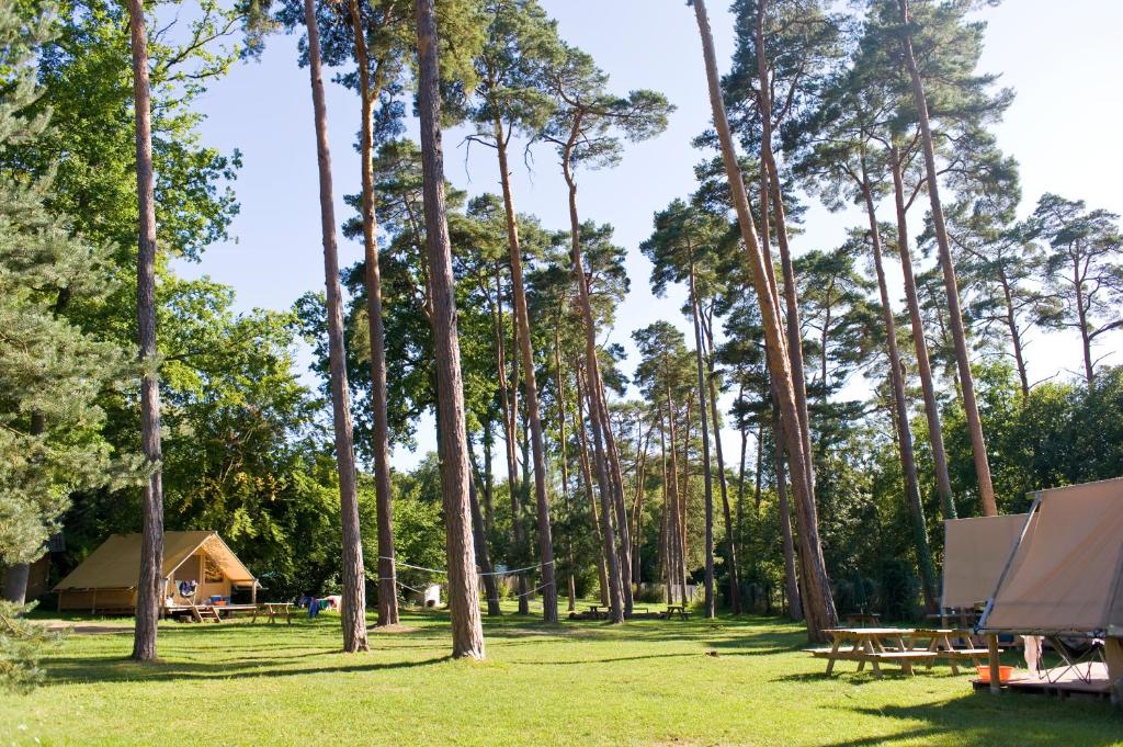 Huttopia De Veluwe photo 4