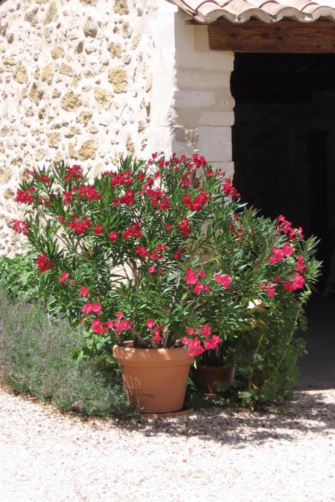 Mas provençal typique photo 3