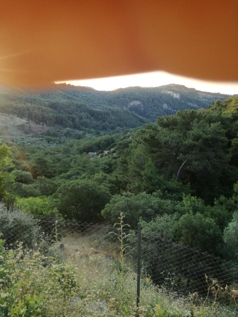 Orman ev