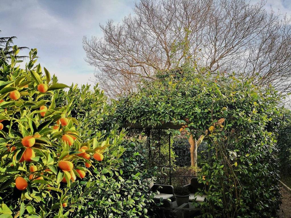 Villa Maria Ortensia - Appartamento photo 4