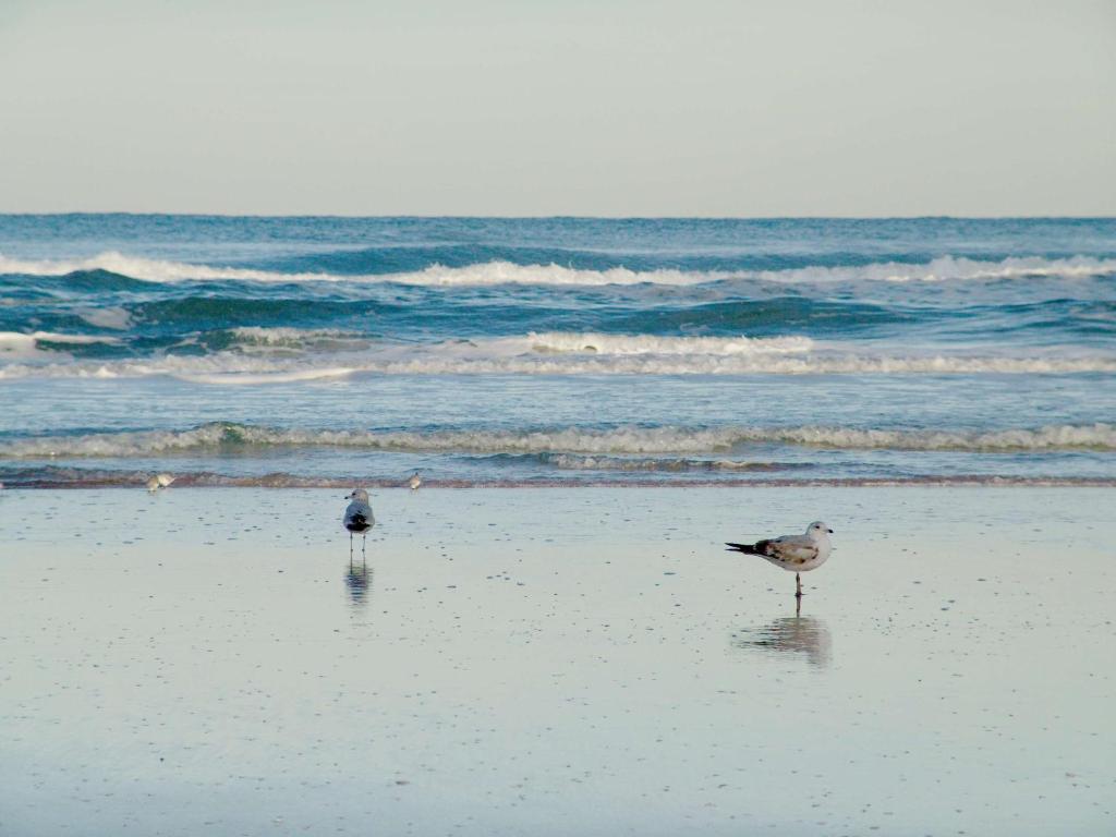 Hampton Inn Daytona Shores-Oceanfront photo 1