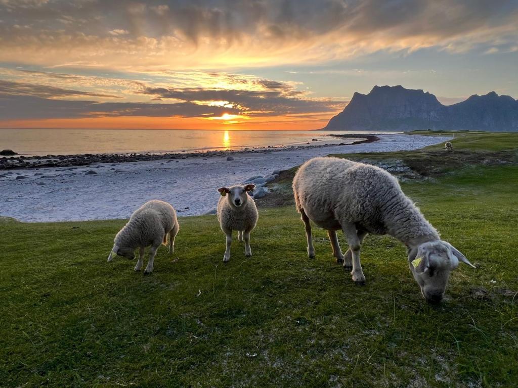 Real fisherman's cabins in Ballstad, Lofoten photo 1