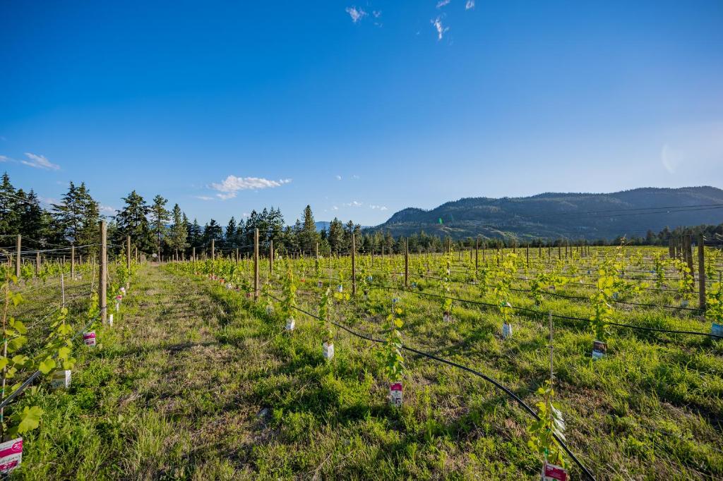 First Estate Winery photo 4