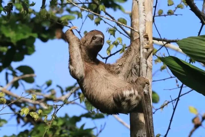 Jacamar Lodge Expeditions photo 4