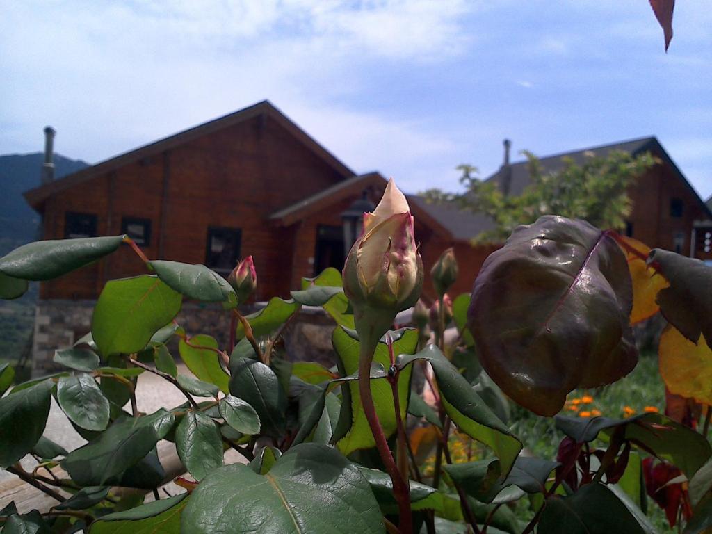 Pasithea Mountain Chalet photo 3