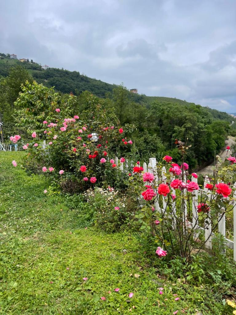Trabzon saklı villa photo 4