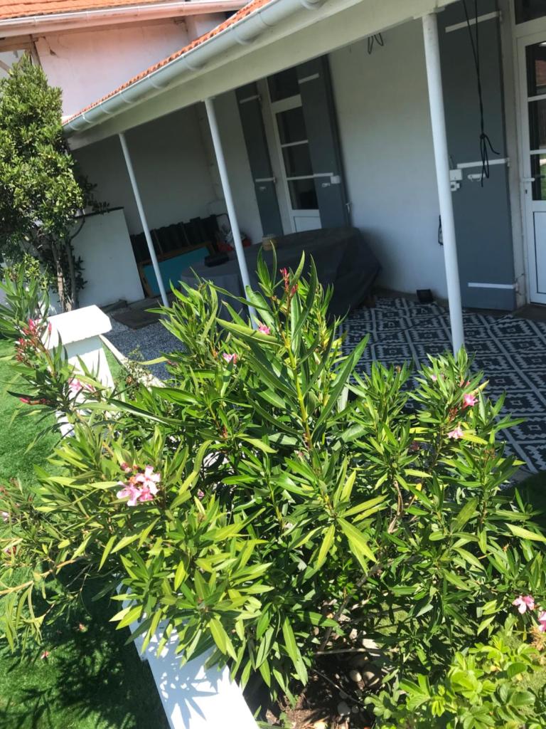 Maison jardin 3 ch centre ville Bassin Arcachon photo 3